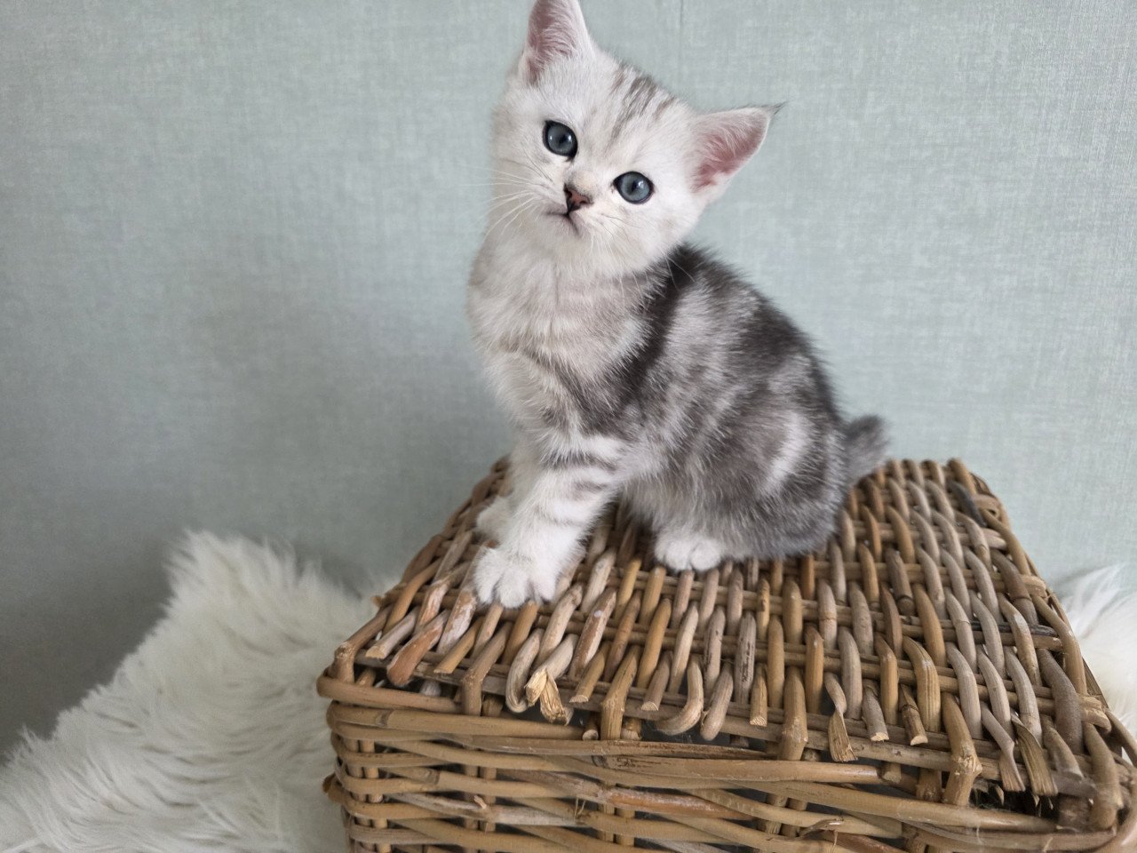 Brits korthaar kittens silver tabby (Whiskas)