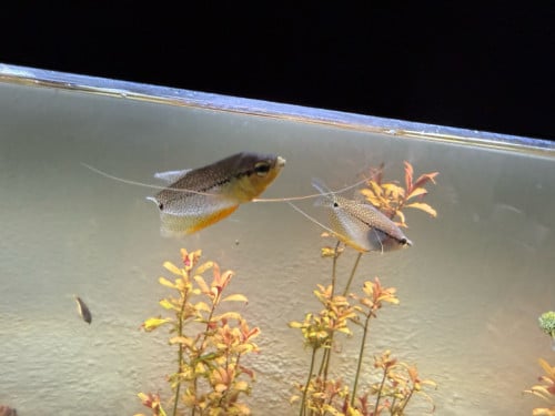 Vissen + aquarium