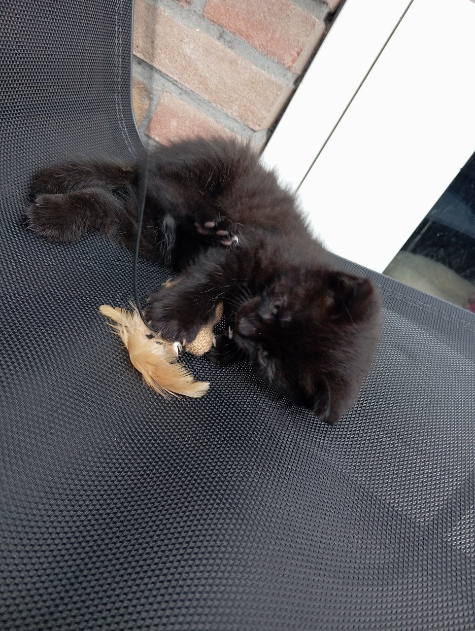 Kitten mannetje