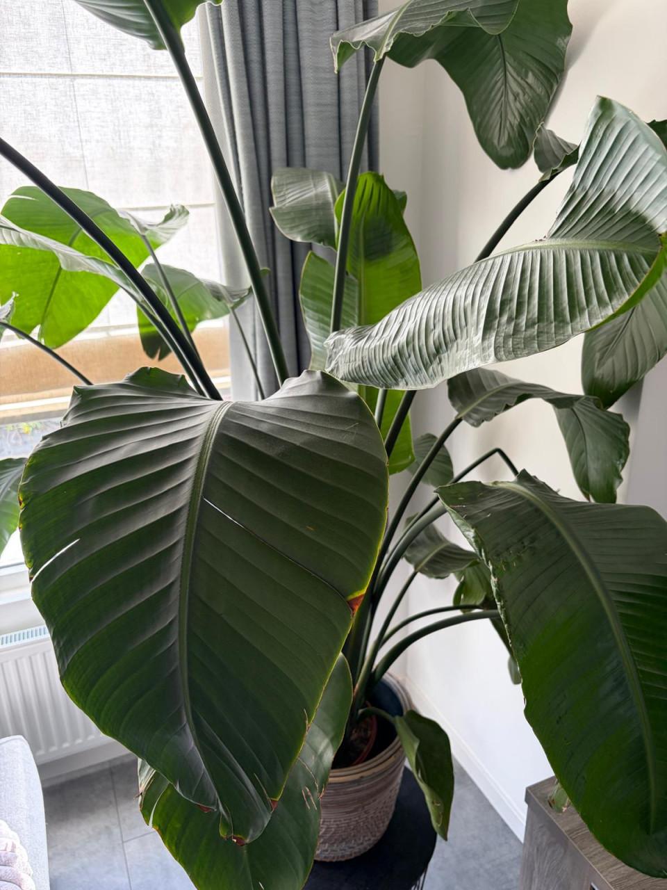 Strelitzia Nicolai (groot)