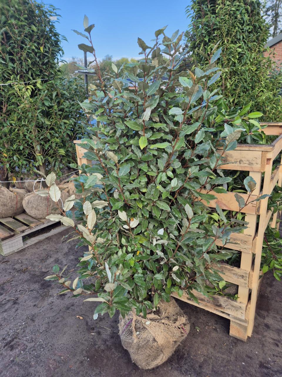 Olijfwilg compacta haagplanten van ca 60 cm tot 125 cm