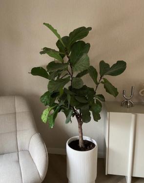 Ficus lyrata