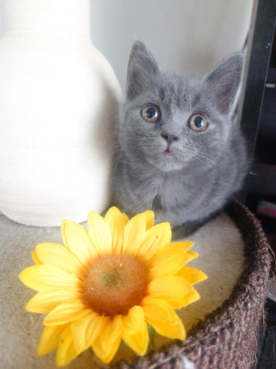 Brits korthaar X kitten Blue solid