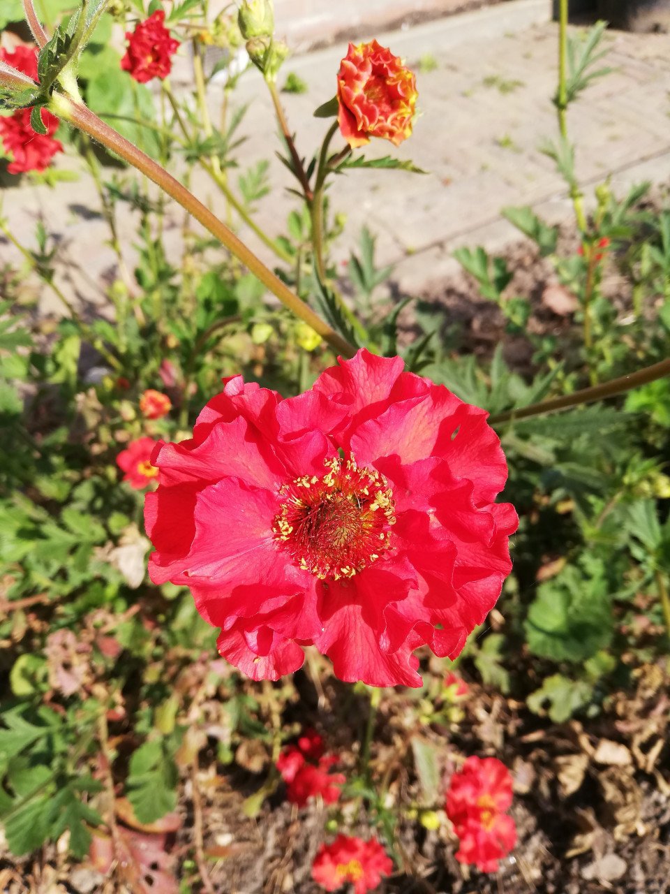 (NIEUWE!!) SIERTUIN EN MOESTUIN PLANTEN + BOMEN bij DE VOORDEUR