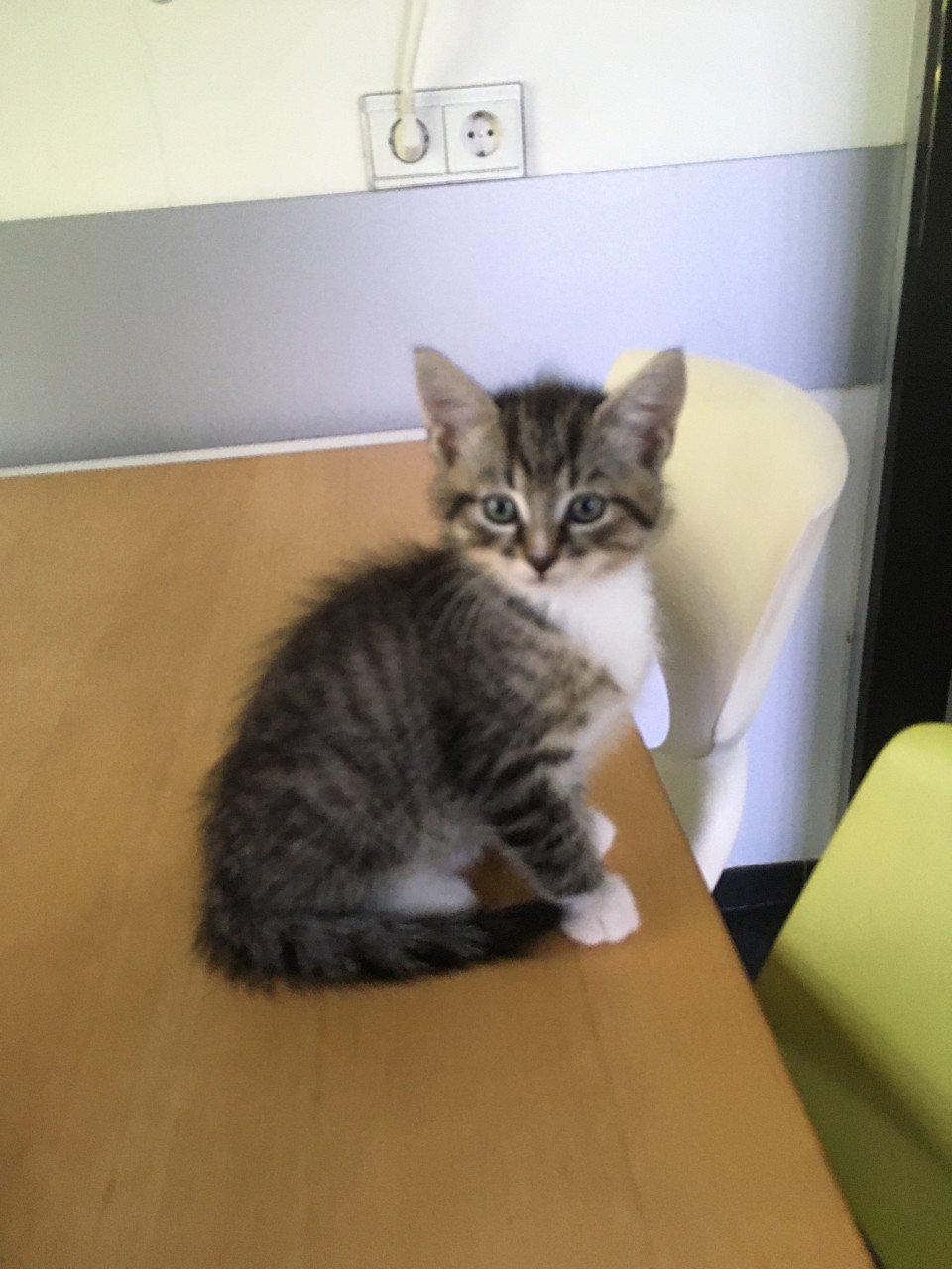 Kittens, 8 weken oud