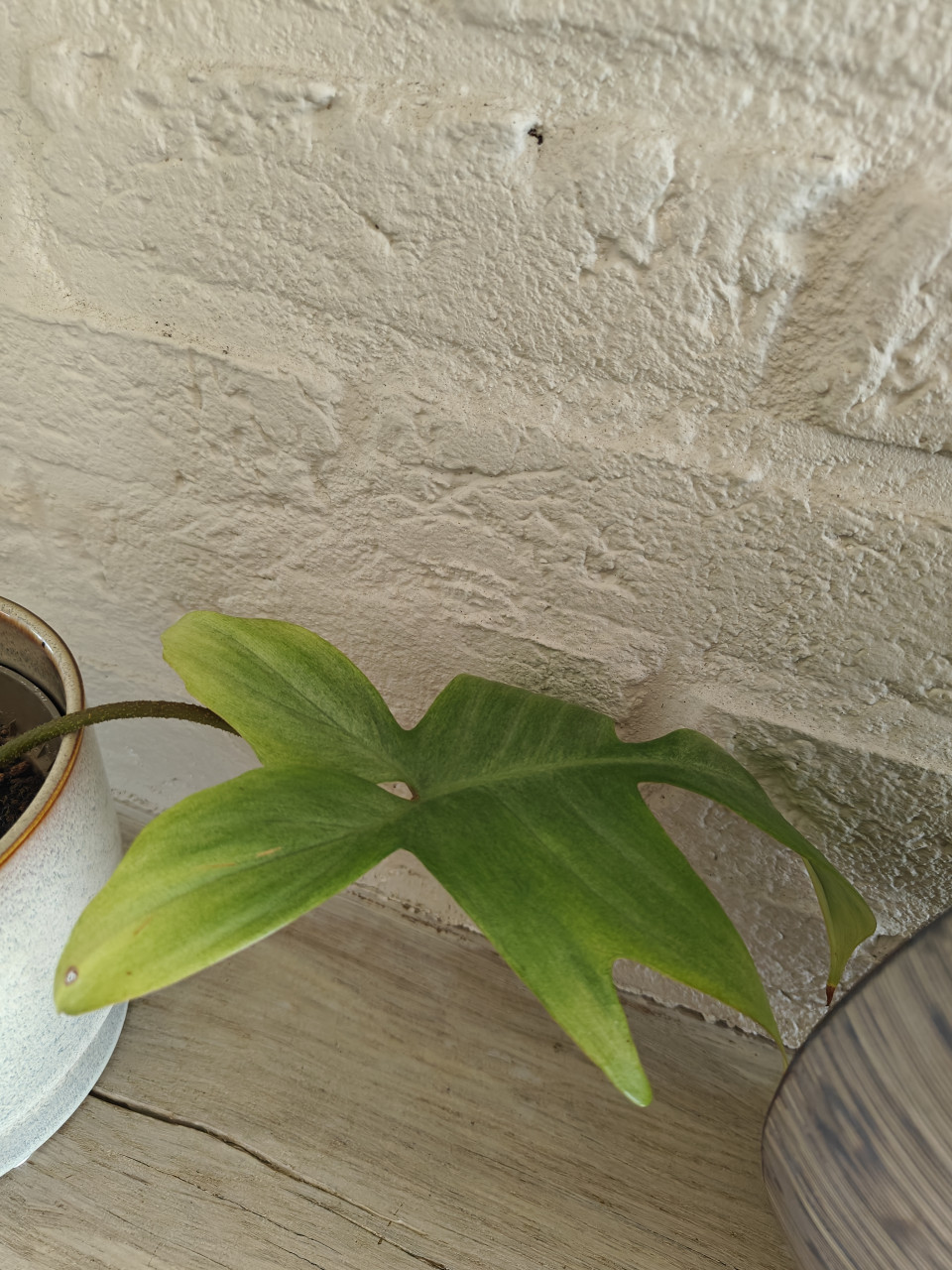Kamerplant Philodendron Florida ghost plant