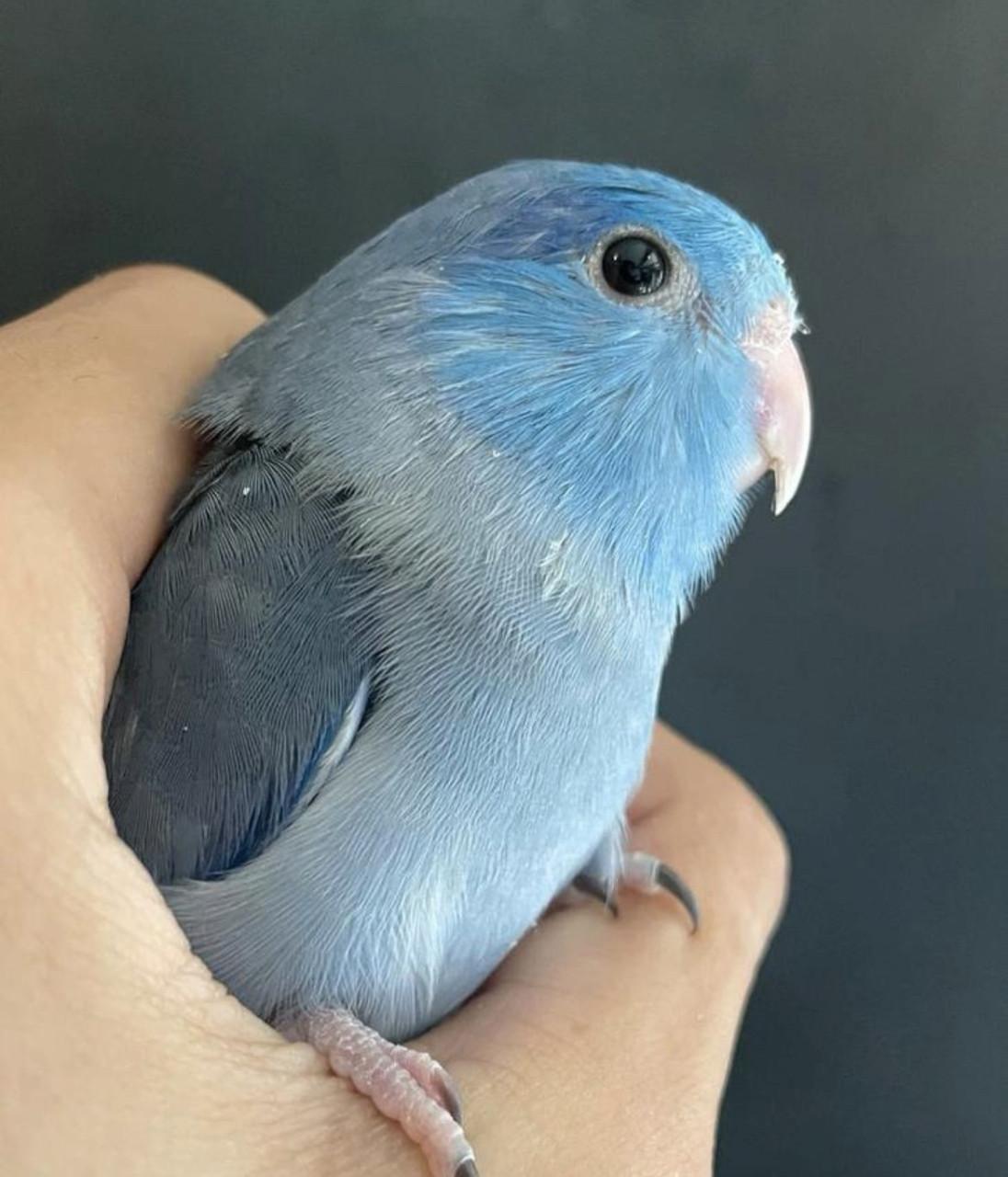 Jong tam Forpus mannetje.