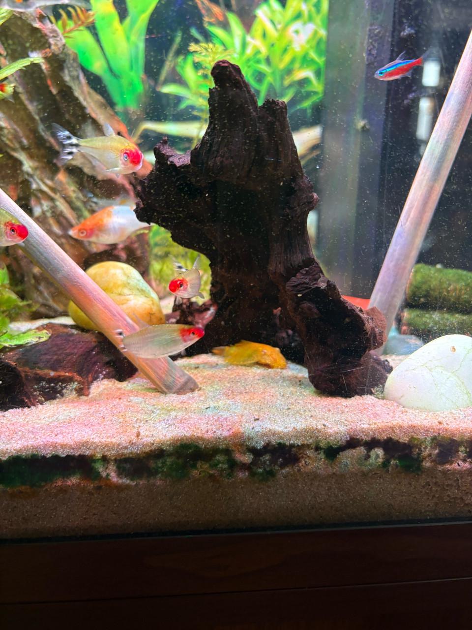 Juwel 120 liter aquarium incl. Vissen en toebehoren
