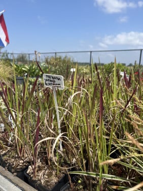 Diverse soorten (jonge siergrassen)