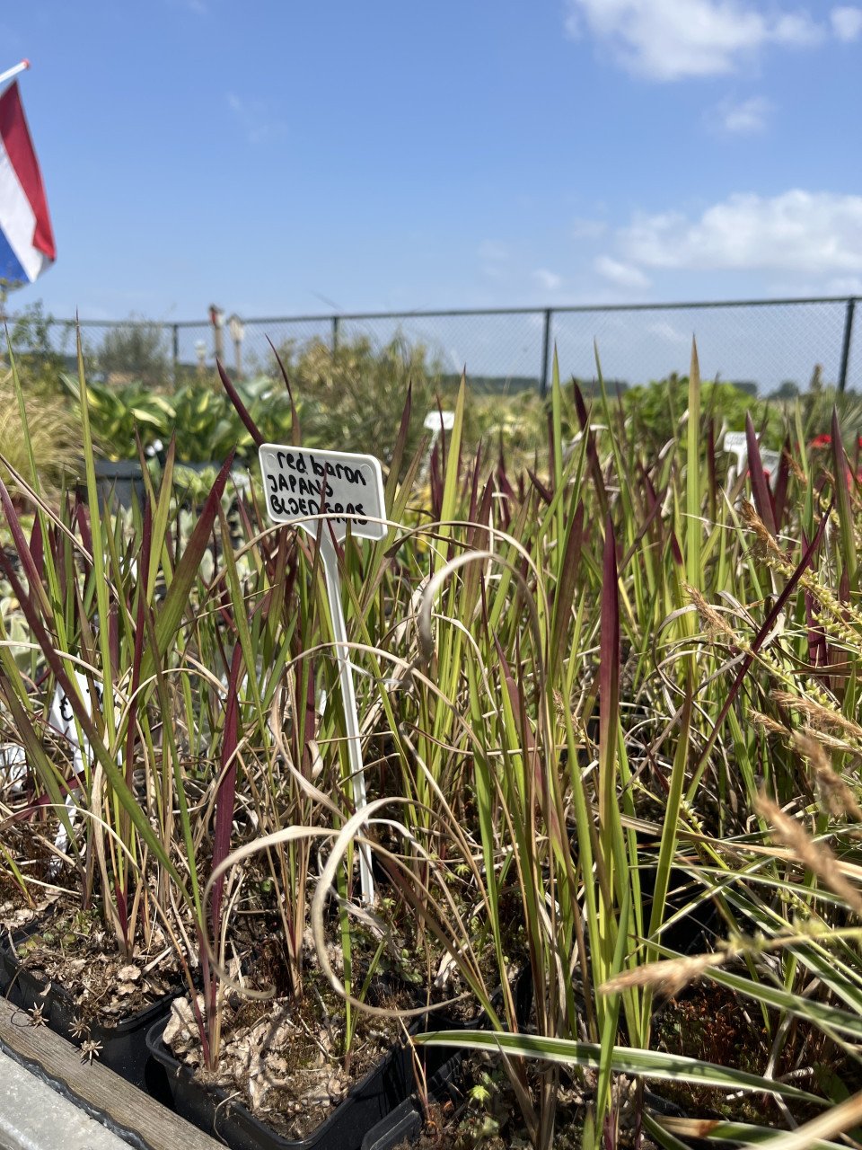 Diverse soorten (jonge siergrassen)