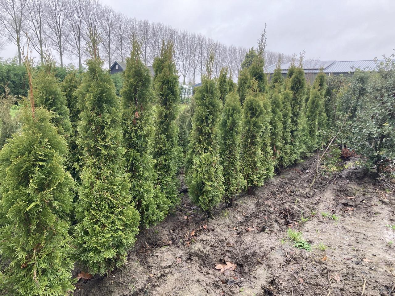 Thuja smaragd coniferen