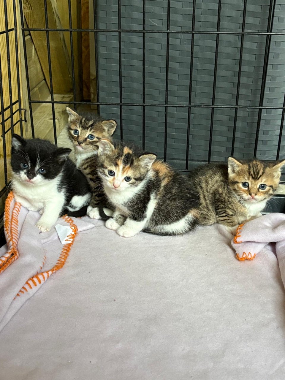 Kitten