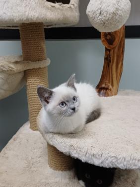 Prachtige BritskorthaarxRagdoll kittens beschikbaar