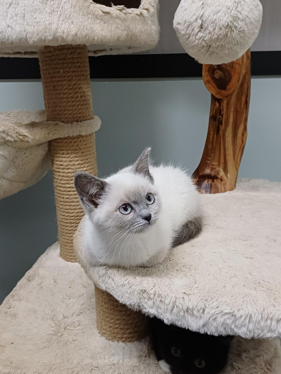 Prachtige BritskorthaarxRagdoll kittens beschikbaar