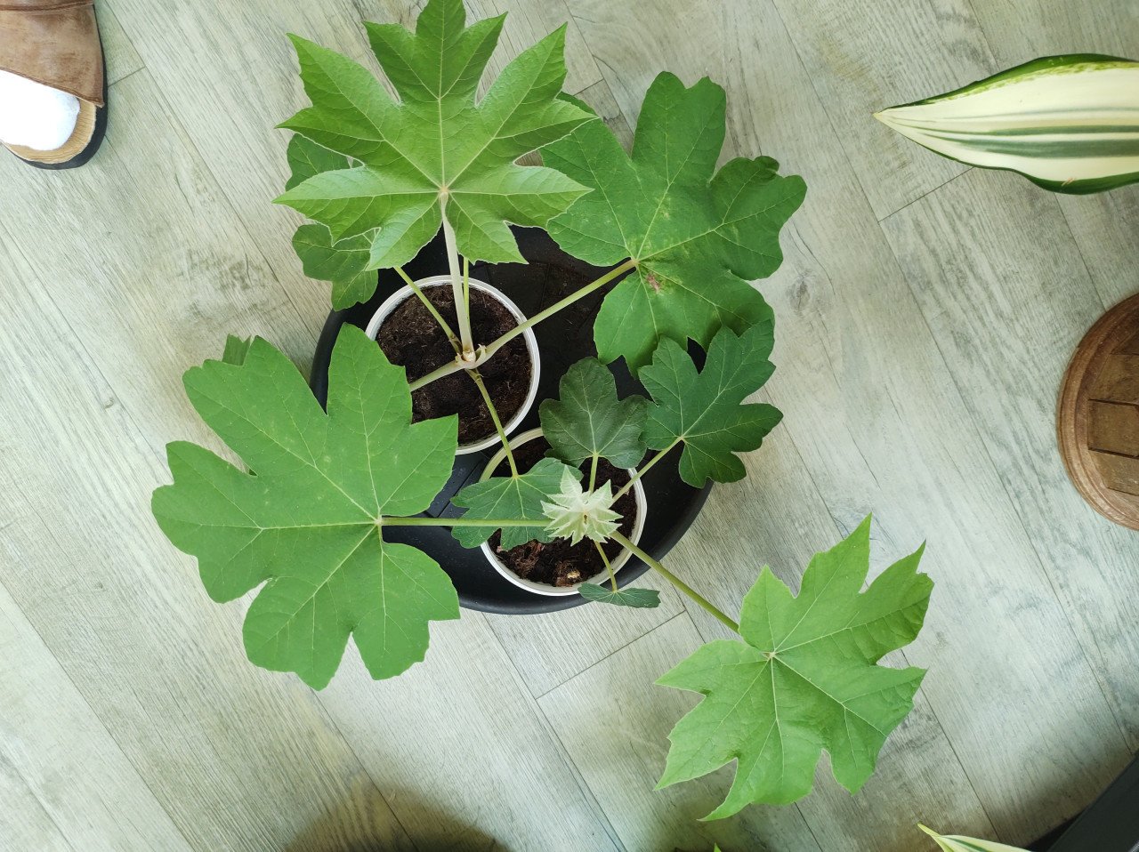 2 jonge gezonde planten. Rijstpapierplant Terrapanax papyrifera 'Giant'