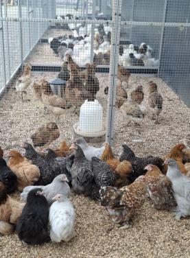 Cochin krielen diverse kleuren