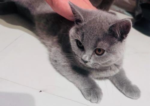 Britse langhaar/korthaar kittens