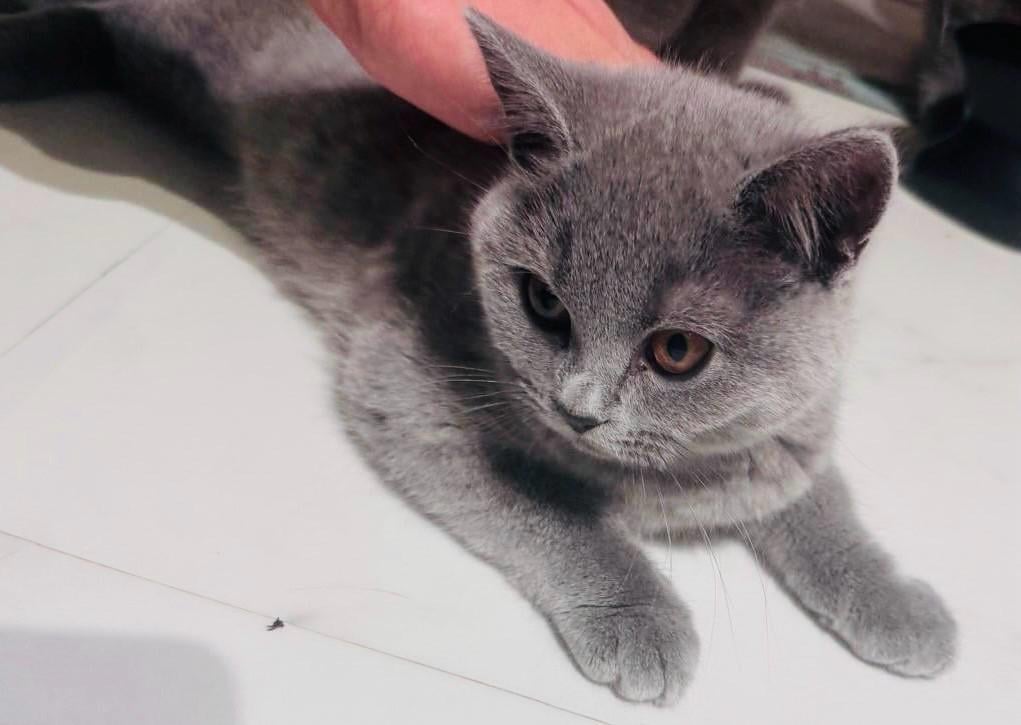 Britse langhaar/korthaar kittens