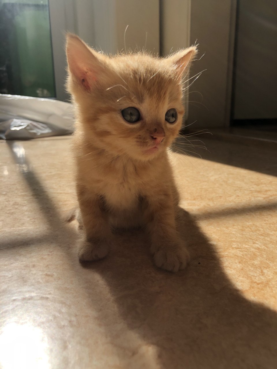Rood Kitten vrouwtje