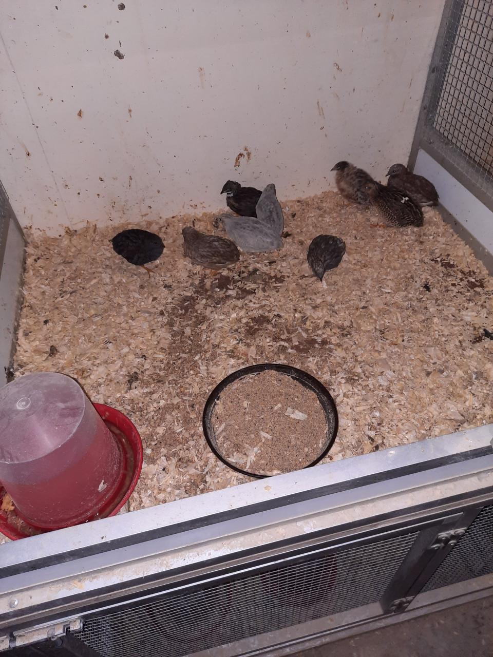 Chinese kwartels in allerlei kleuren