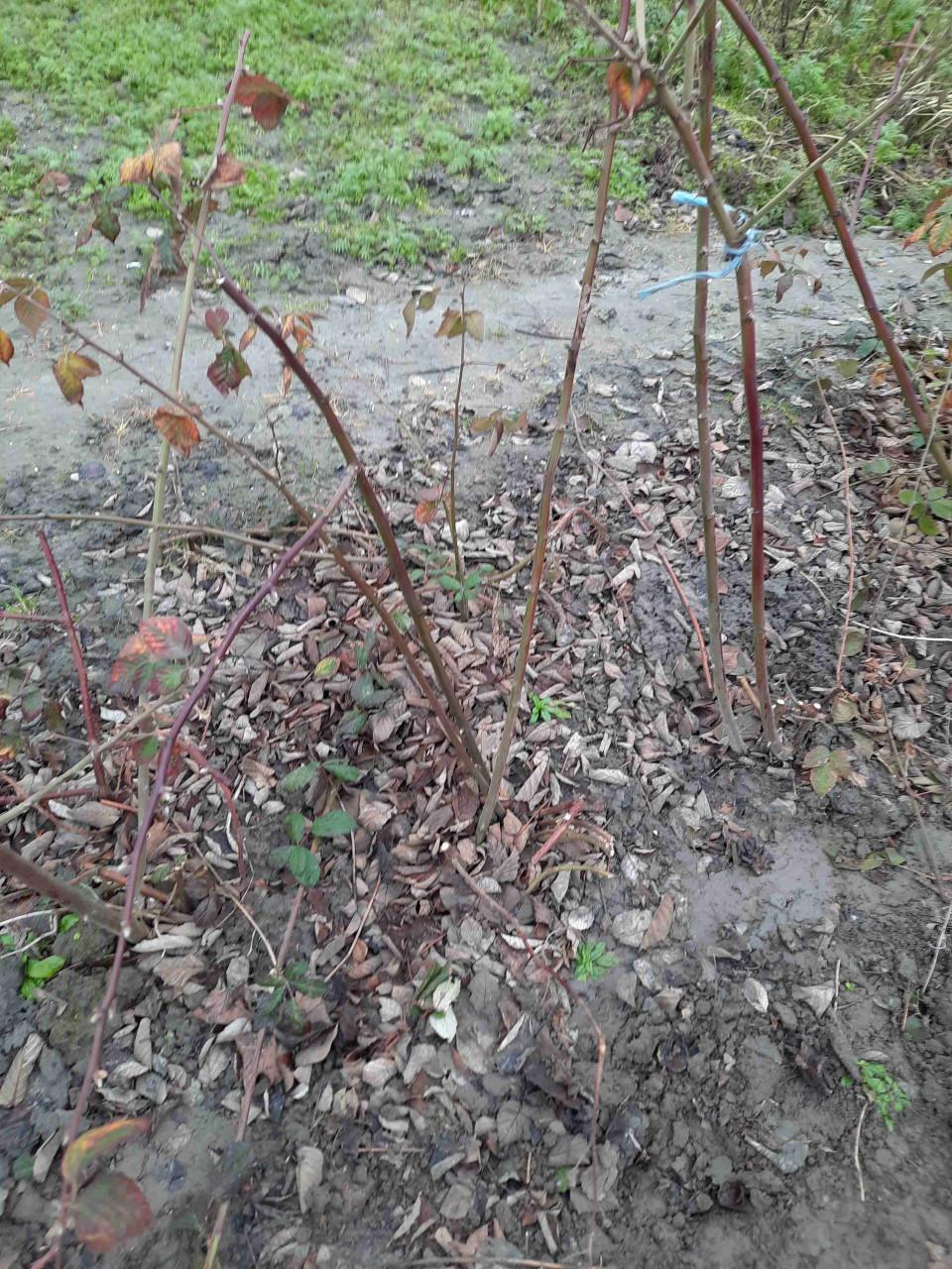 Bramenstekken, bessenstekken, druivenstekken