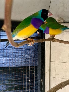 Gouldamadines