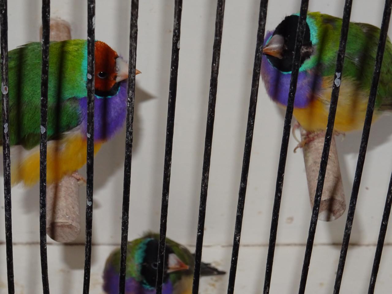 Te koop nog drie koppeltjes Goldsamadines overjarige