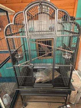 Vogelkooi in nieuwstaat