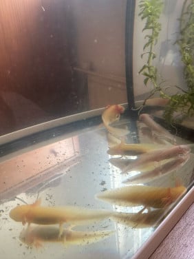 Axolotl