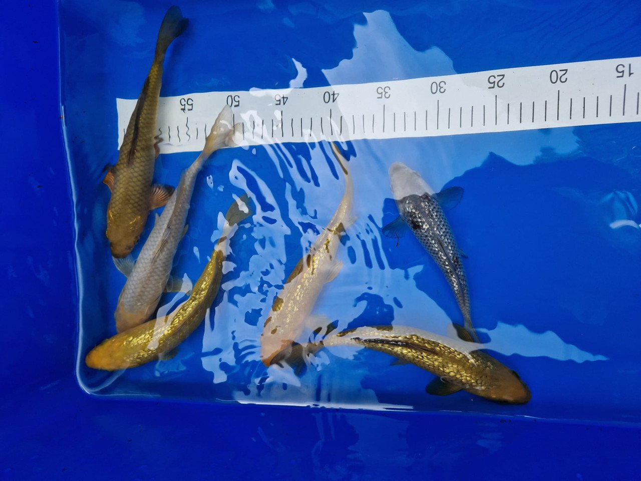 Japanse koi