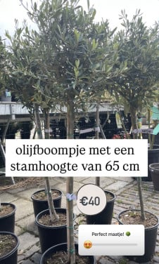 Kleinere olijfboompjes met diverse stamhoogtes