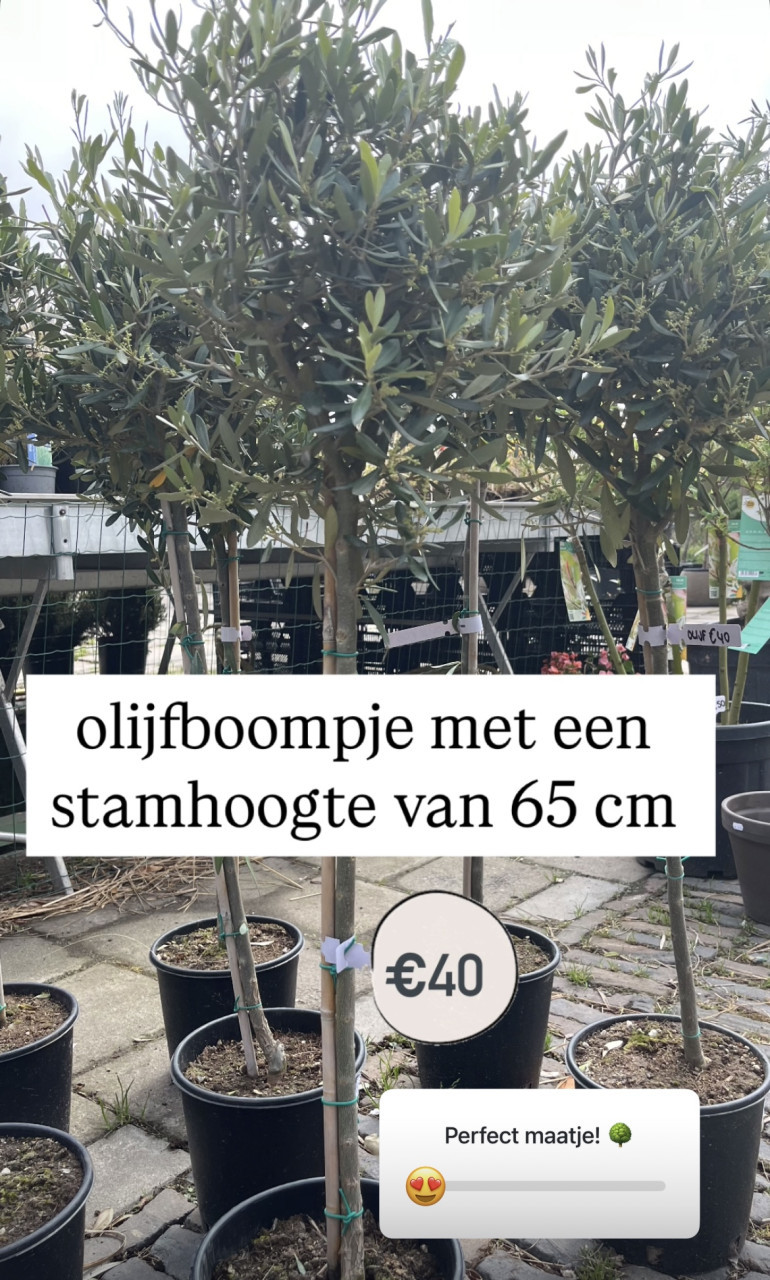 Kleinere olijfboompjes met diverse stamhoogtes