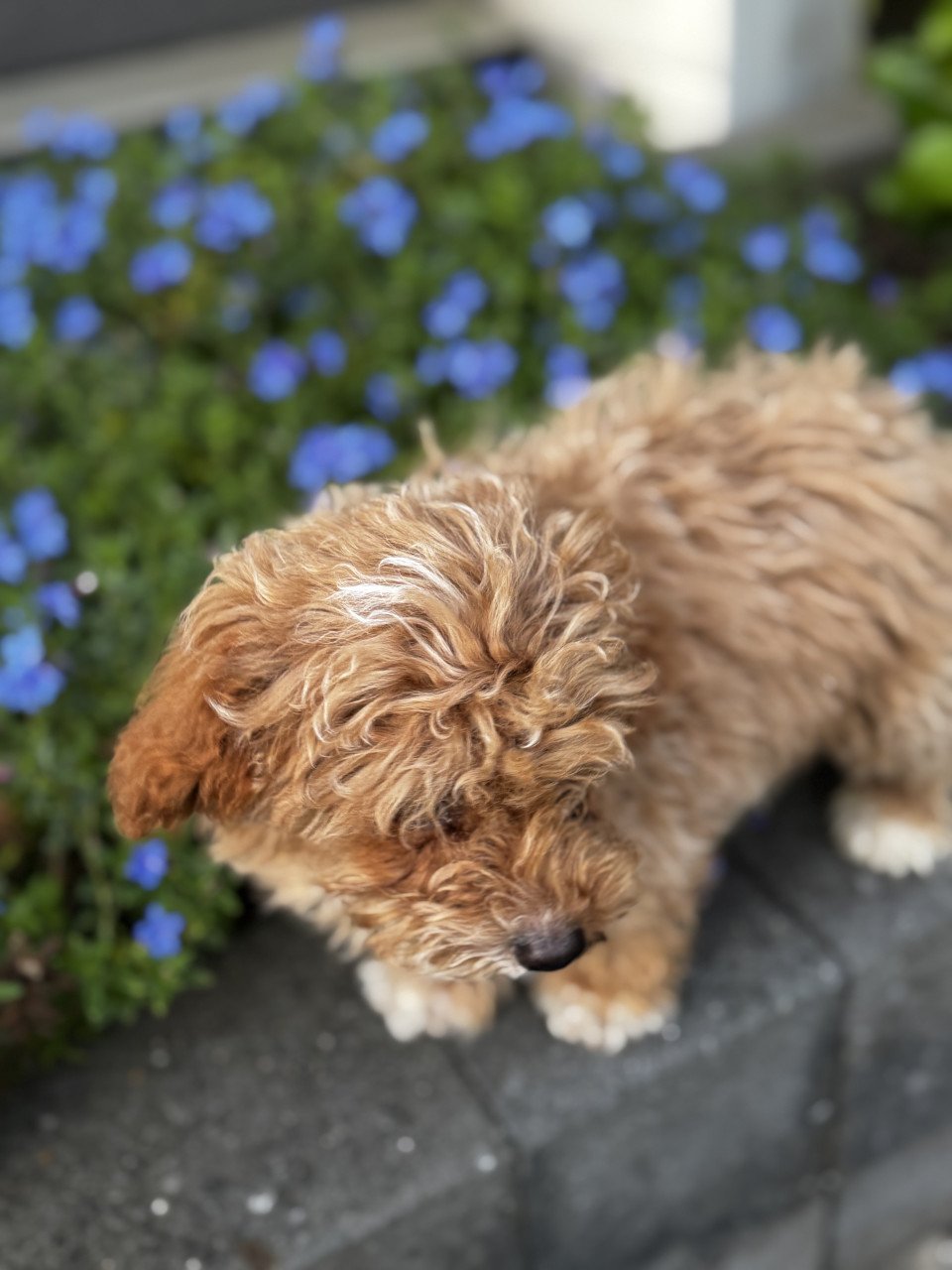 Maltipoo pup reutje
