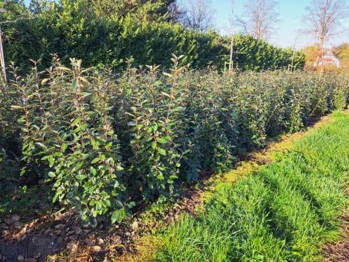 Olijfwilg (Elaeagnus)