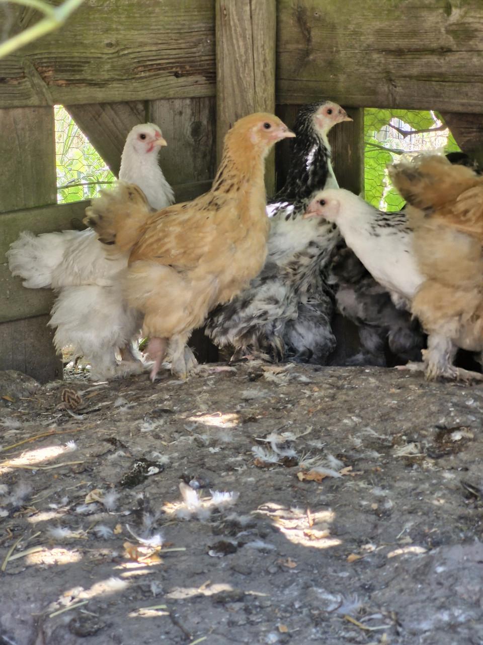 Jonge brahma's