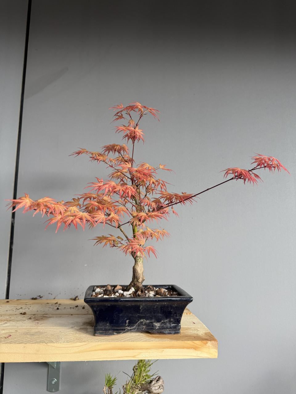 Bonsai acer palmatum 2x