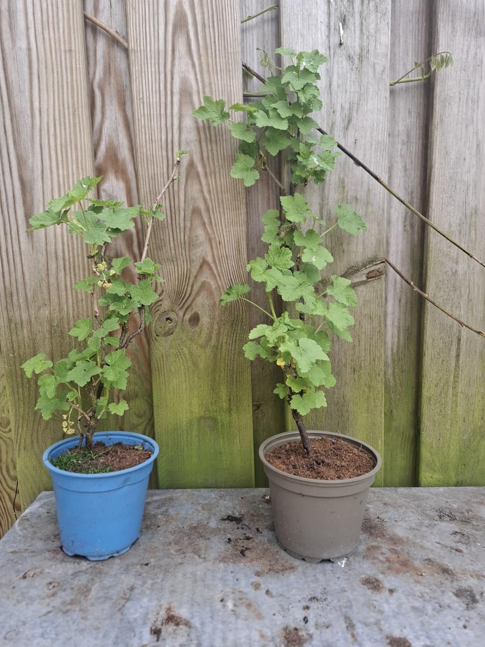 Stekjes rode besjes struik