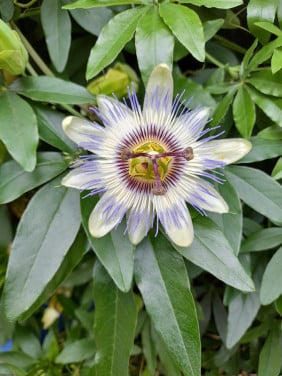 Passiebloem
