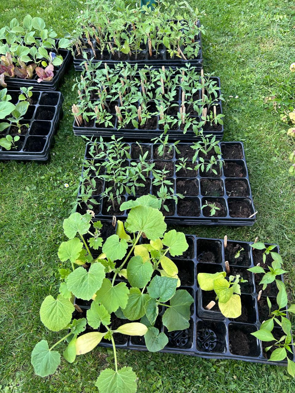 BIOLOGISCHE TOMATEN