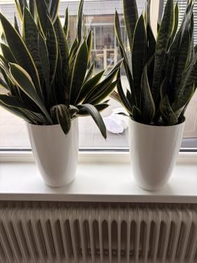 Planten
