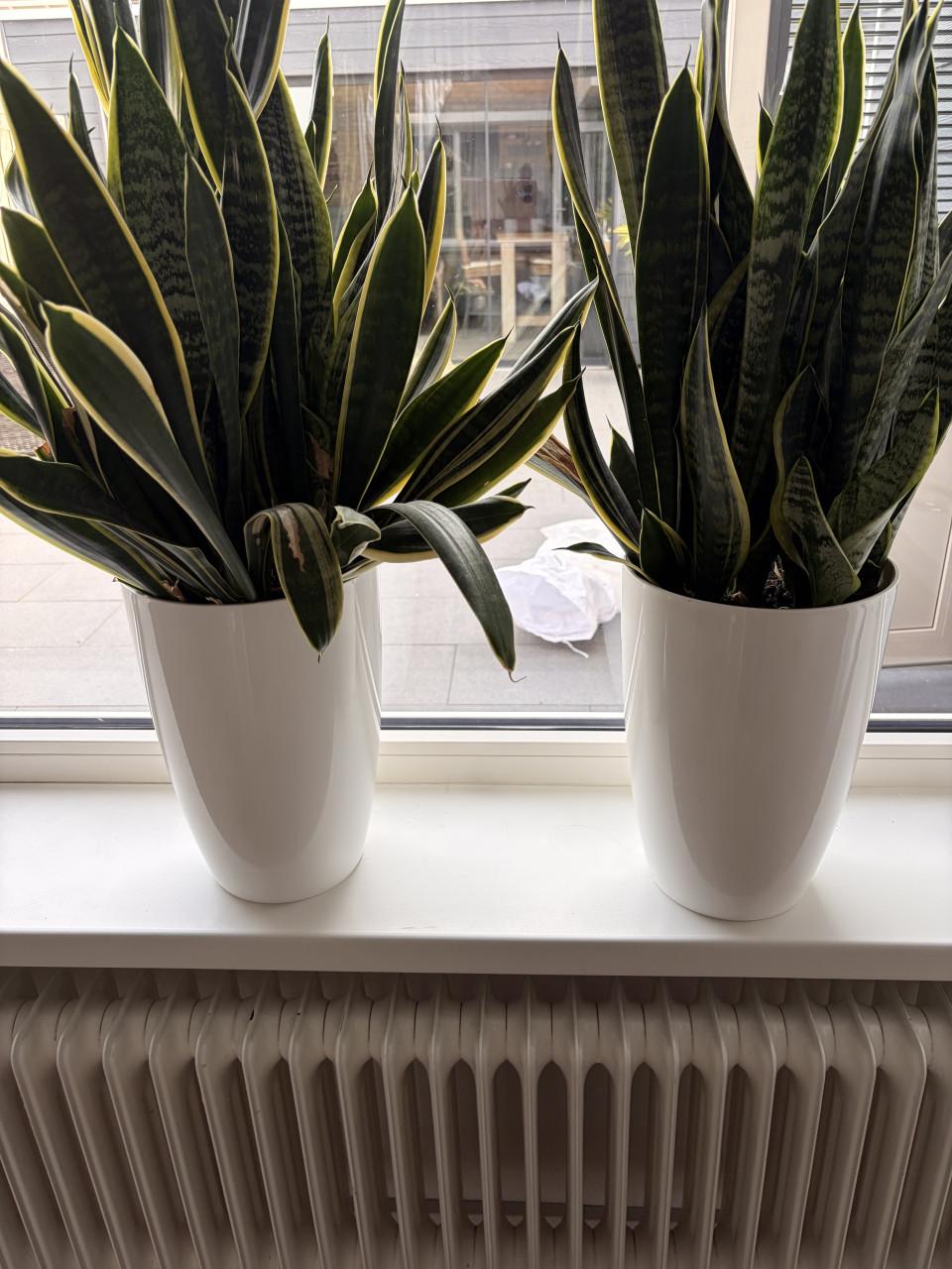 Planten