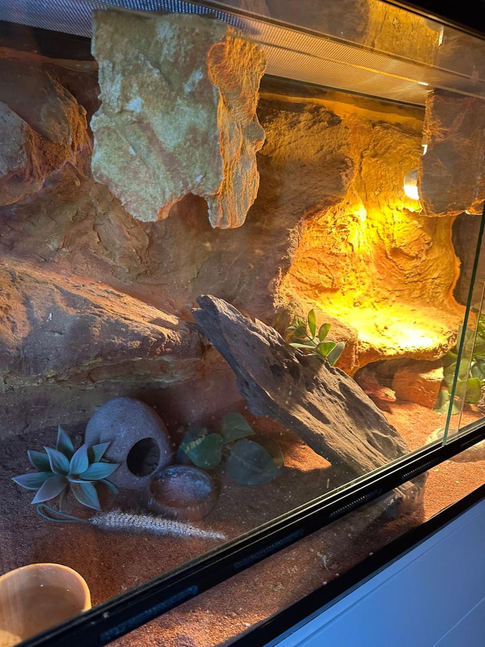 Prachtig terrarium 120x40x50