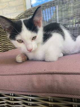 Kitten