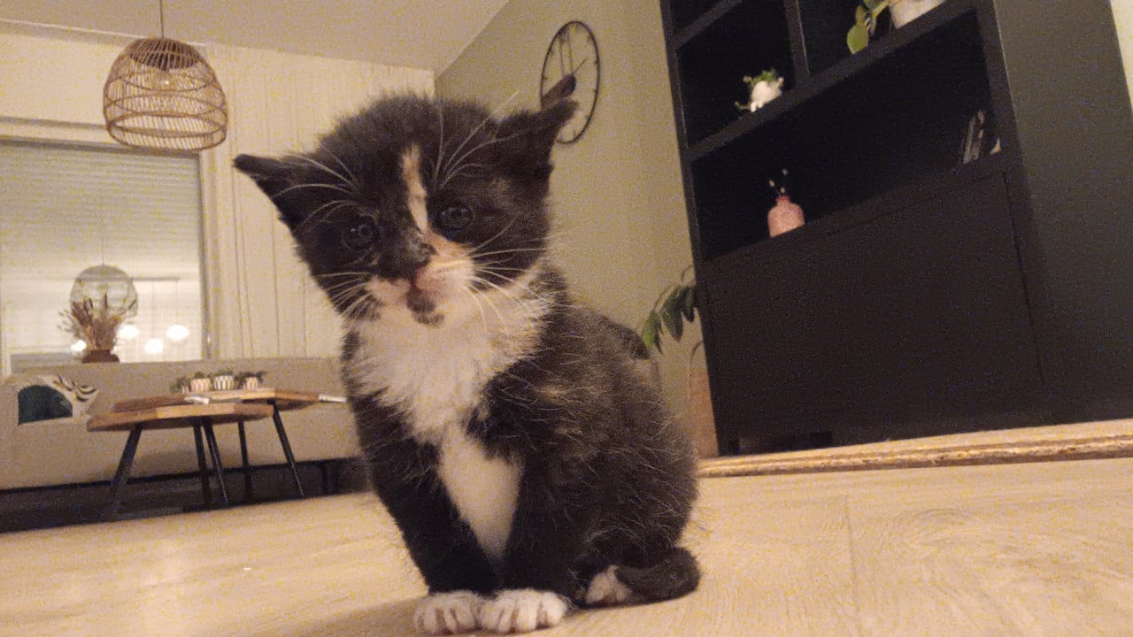 Kittens