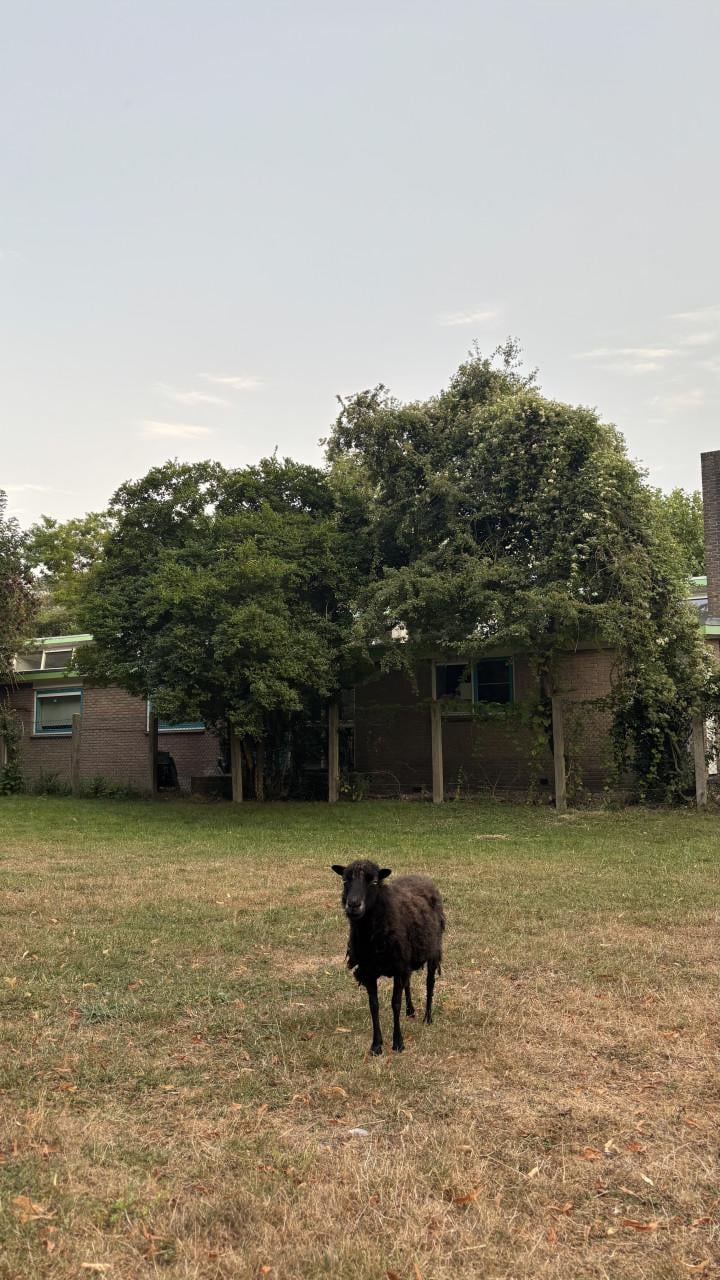 3 Ouessant ooien schapen