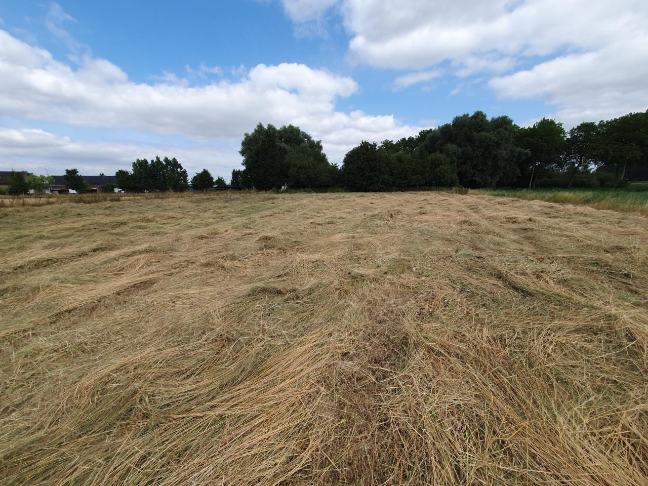 Grote ronde balen natuurhooi 1e snede laag eiwt schoon, in folie gewikkeld.