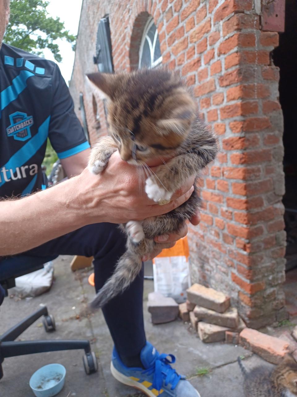 Kittens