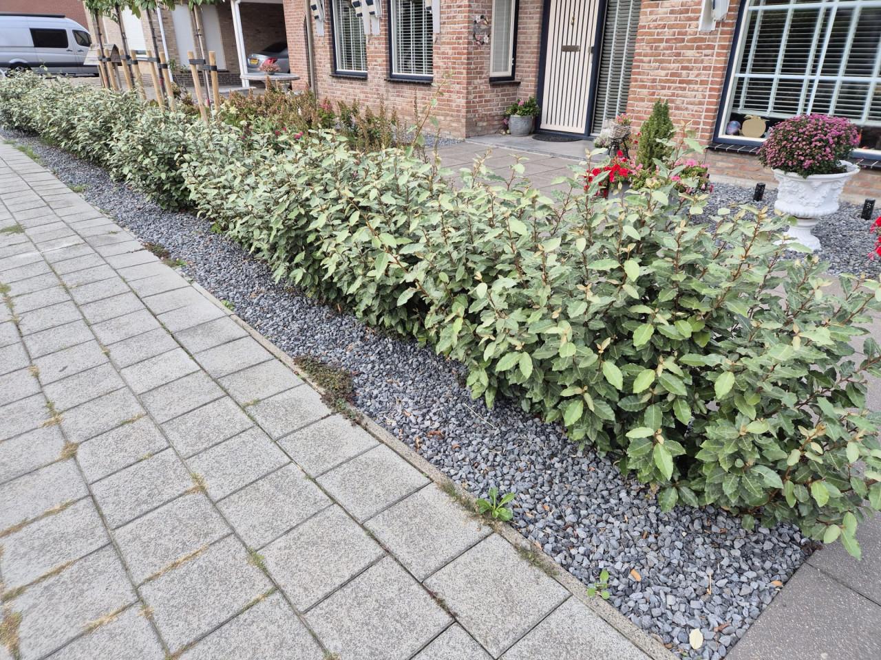 Olijfwilg compacta potgekweekte haagplanten 60-80 cm