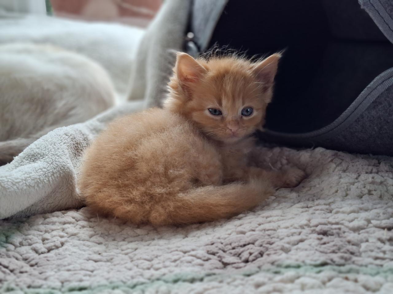 Lieve kittens