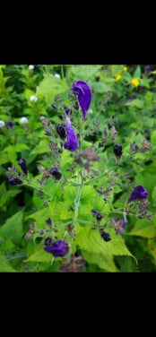 Salvia kleur paars